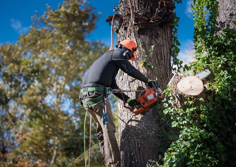 Bendigo Tree Removal Doctor tree services work in Long Gully