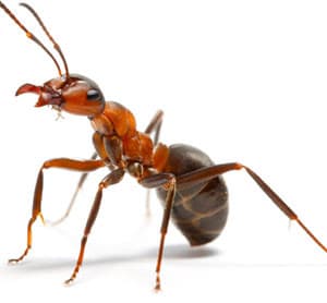 Berwick Pest Control Pty Ltd pest control work in Berwick