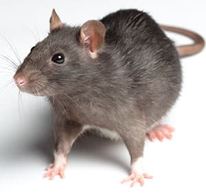 Berwick Pest Control Pty Ltd pest control work in Berwick