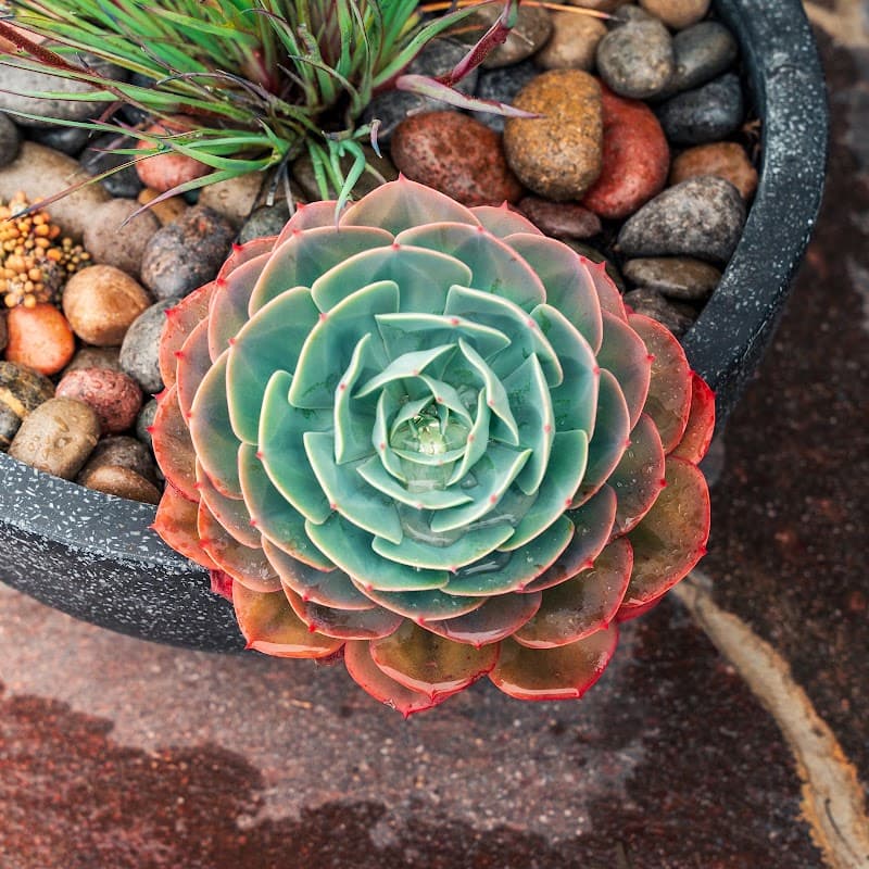Bespoke gardens central coast gardening work in Killarney Vale