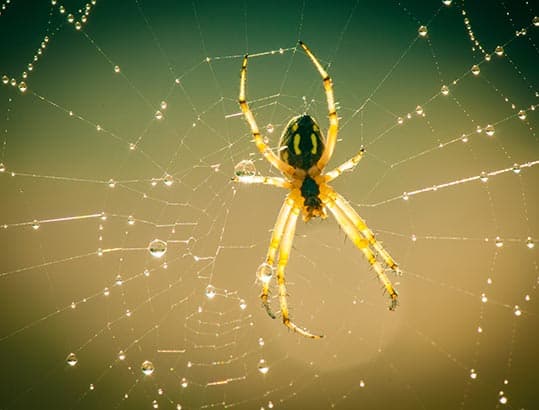Best Pest Control Adelaide pest control work in Adelaide