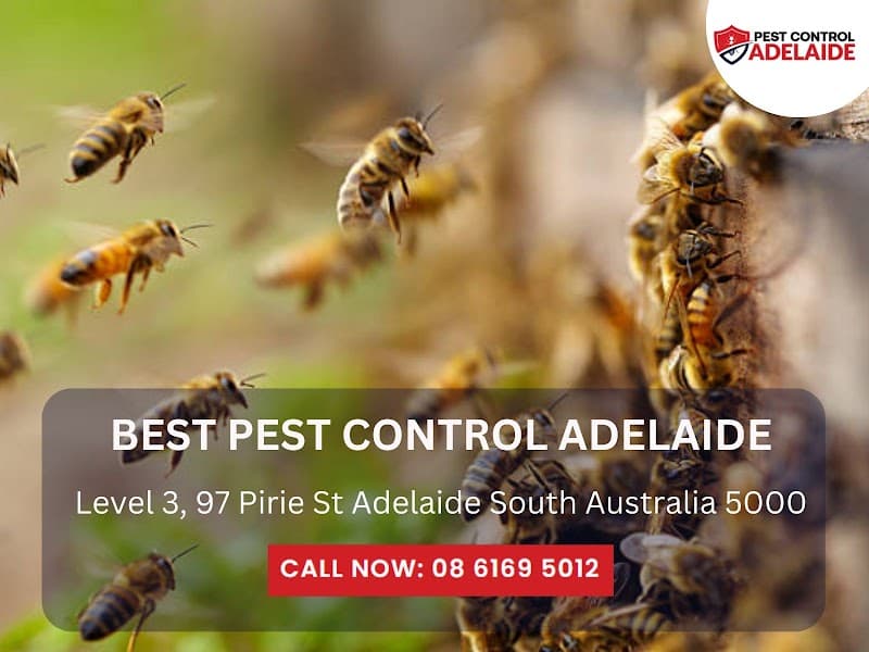 Best Pest Control Adelaide pest control work in Adelaide