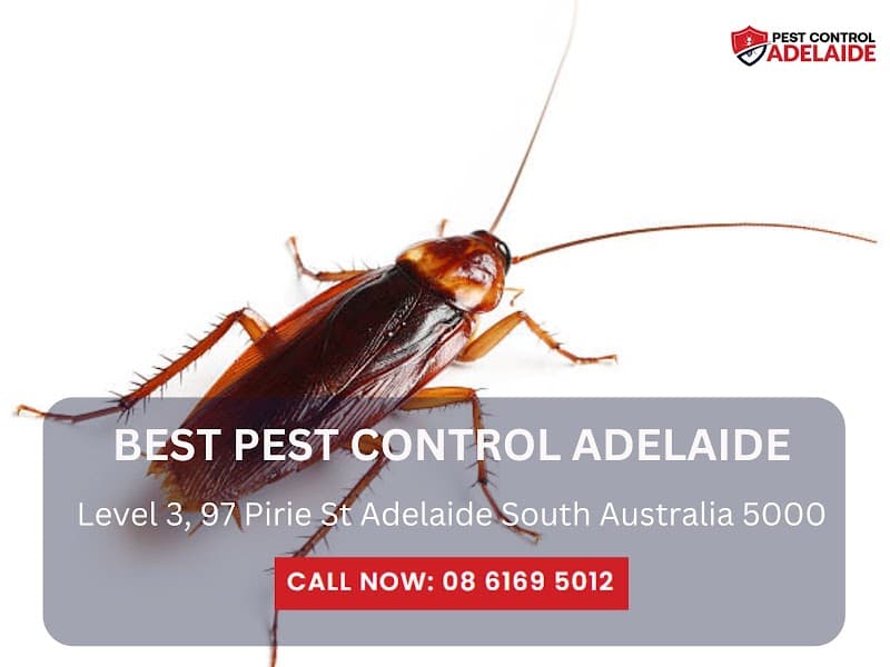 Best Pest Control Adelaide pest control work in Adelaide
