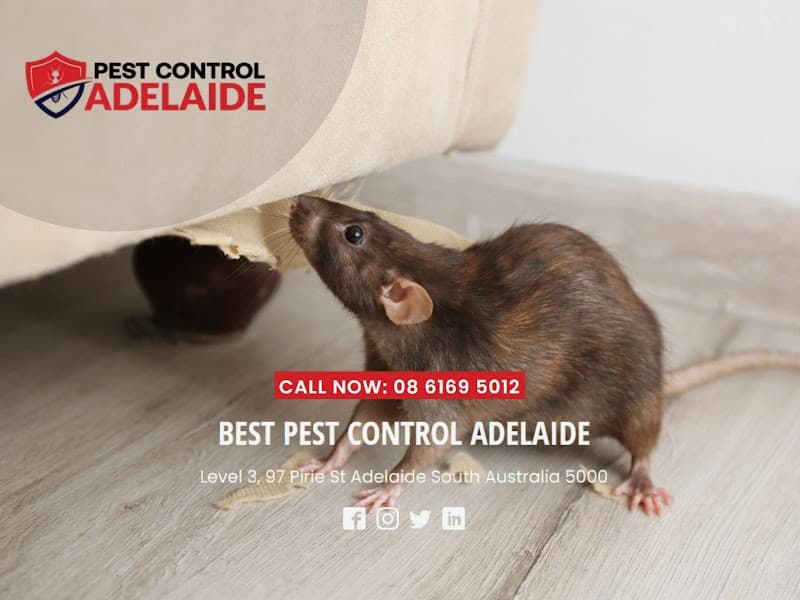 Best Pest Control Adelaide pest control work in Adelaide