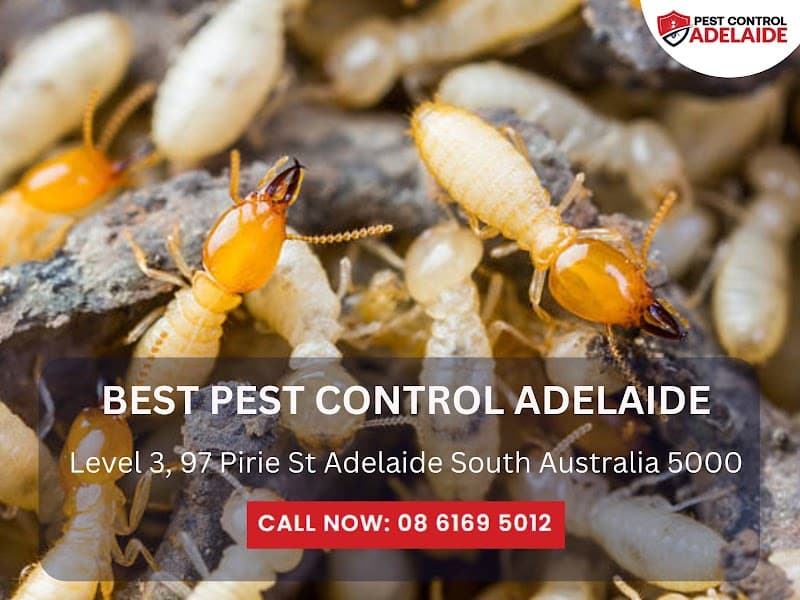 Best Pest Control Adelaide pest control work in Adelaide
