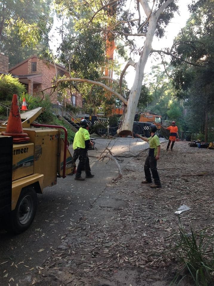 Black Forest Tree Service tree services work in Greystanes