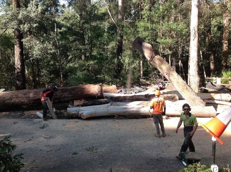 Black Forest Tree Service tree services work in Greystanes