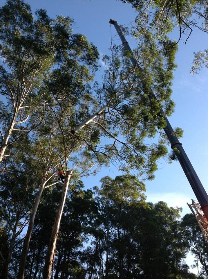 Black Forest Tree Service tree services work in Greystanes