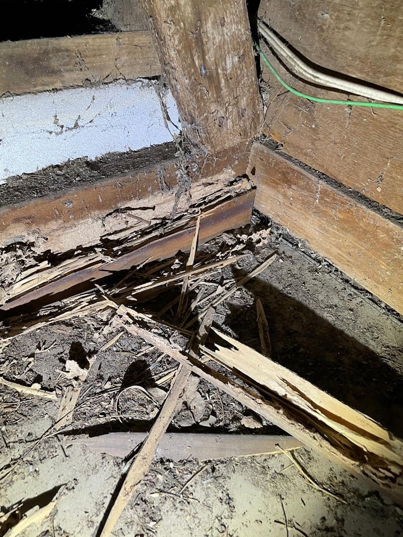 Black Label Pest Management - Pest Control Newcastle pest control work in Hamilton