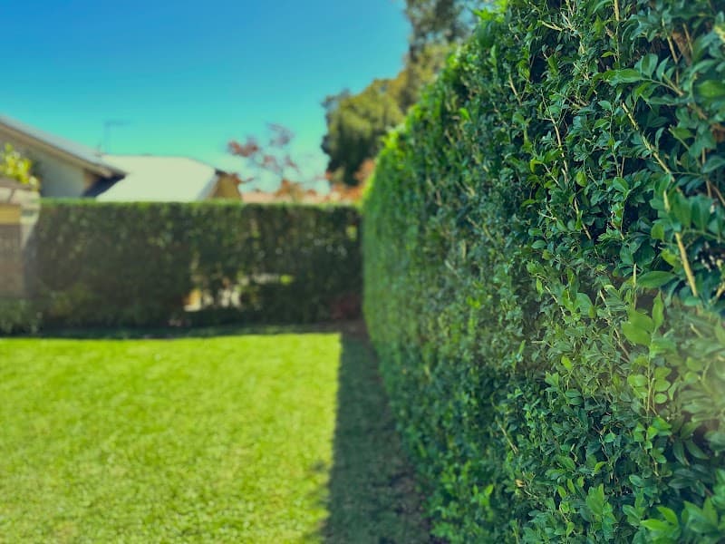 Blades & Spades Garden Services lawn care work in Clapham