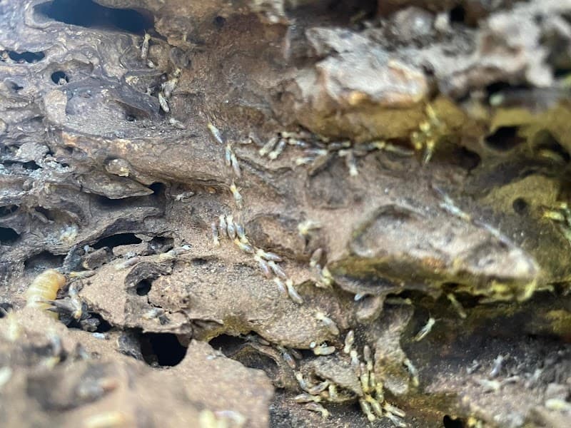 Blast Pest Management pest control work in Cornubia