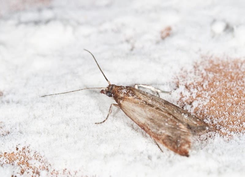 Blue Chip Termite & Pest Control pest control work in Kedron
