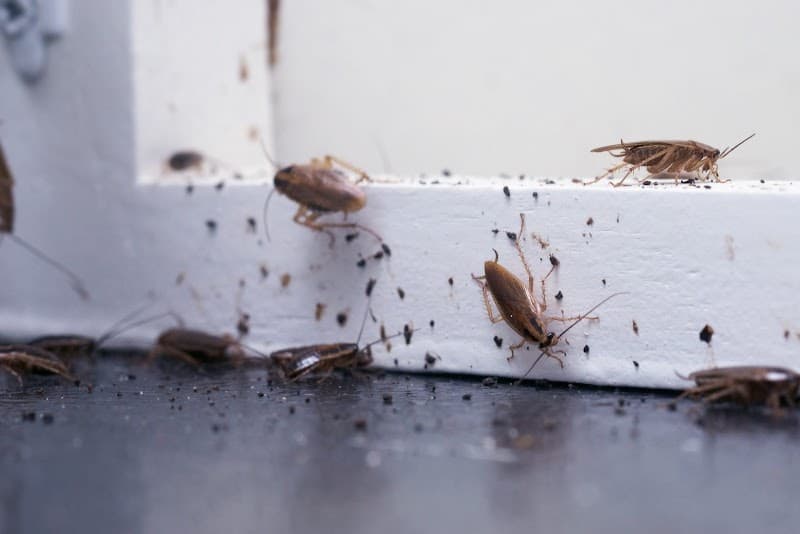 Blue Chip Termite & Pest Control pest control work in Kedron