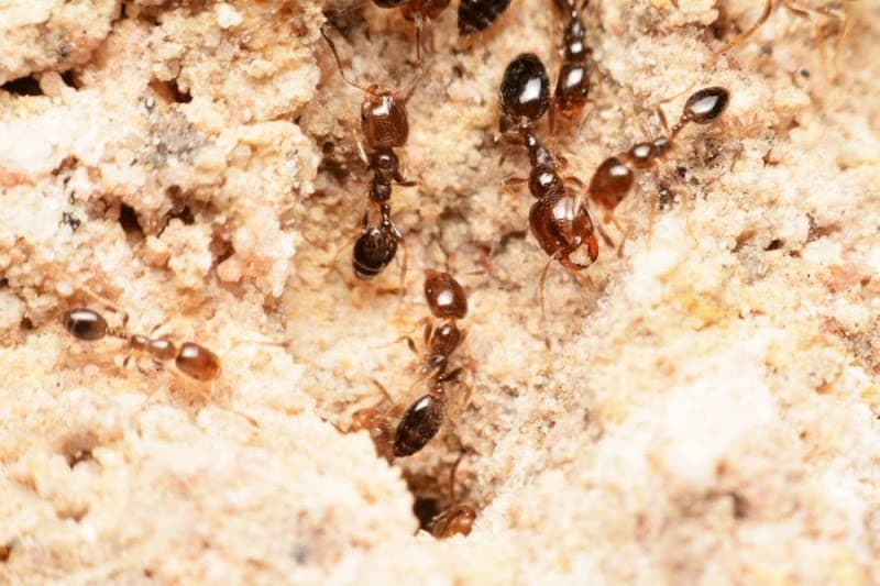 Blue Chip Termite & Pest Control pest control work in Kedron