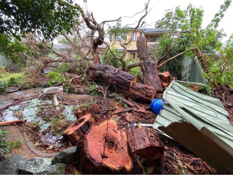 Bob and Ben the Tree Men tree services work in Kirrawee