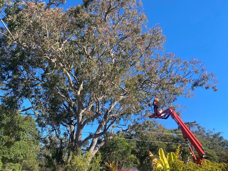 Bob and Ben the Tree Men tree services work in Kirrawee