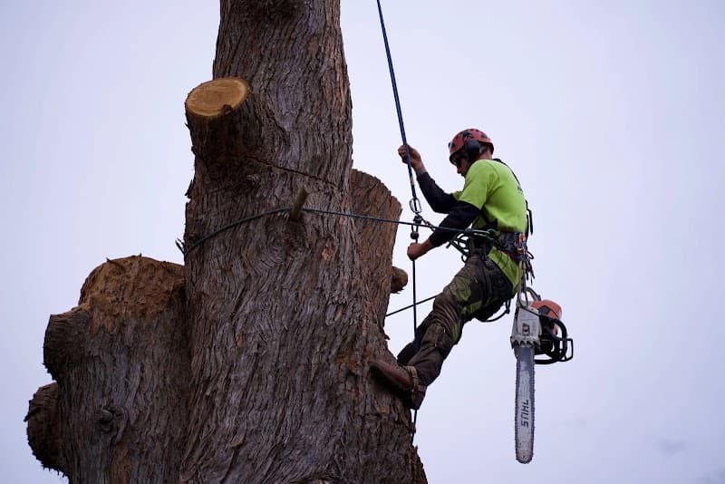 Bob and Ben the Tree Men tree services work in Kirrawee