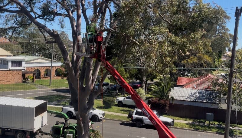 Bob and Ben the Tree Men tree services work in Kirrawee