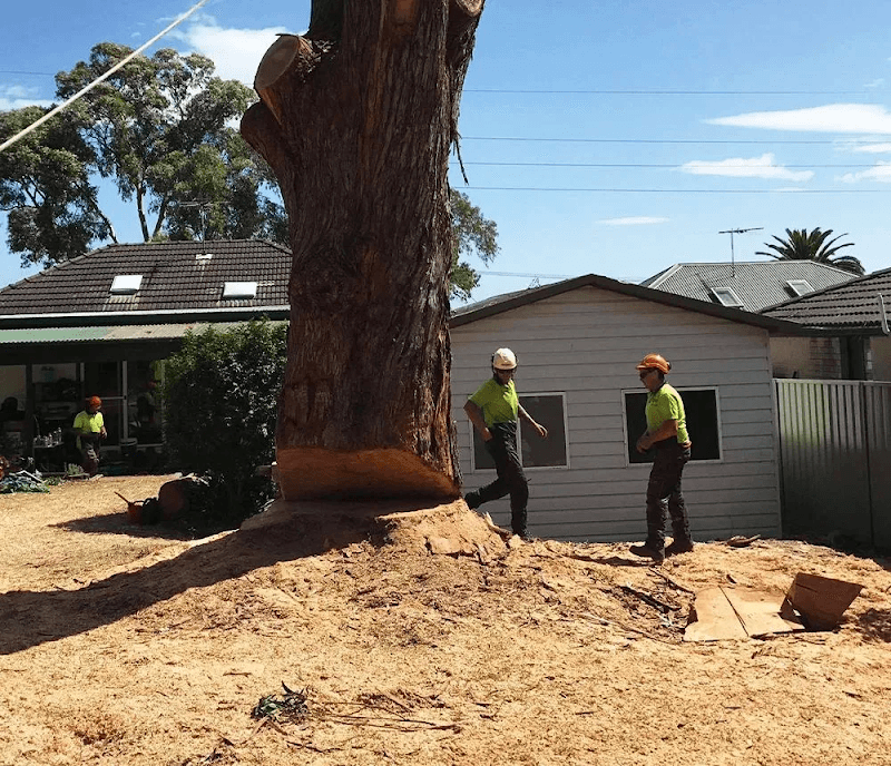 Bob and Ben the Tree Men tree services work in Kirrawee