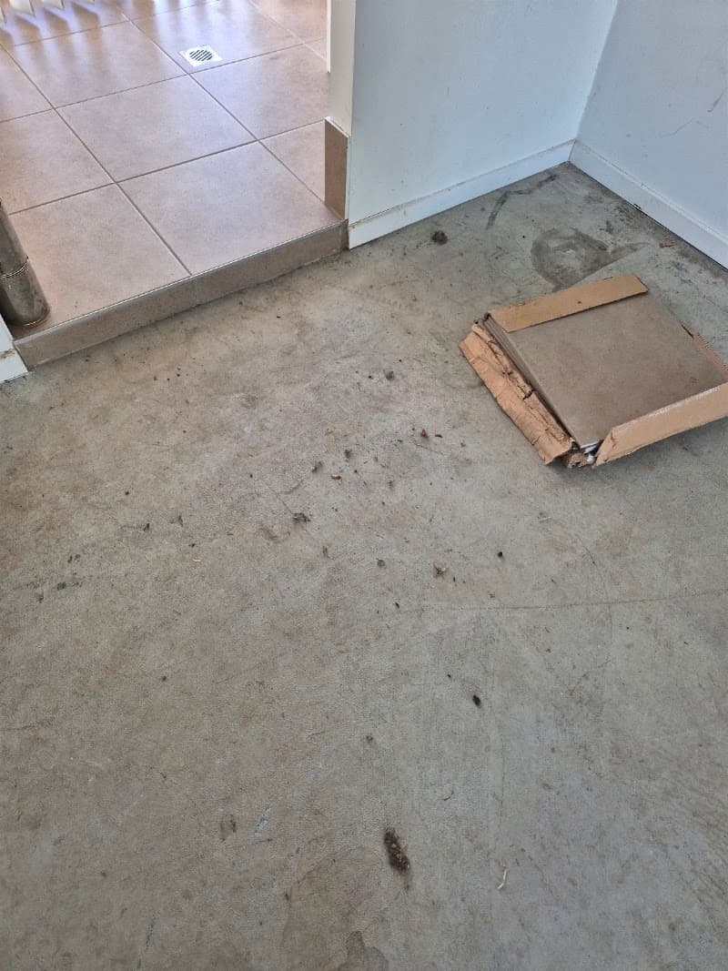 Bond Cleaners carpet cleaning work in Toowoomba City