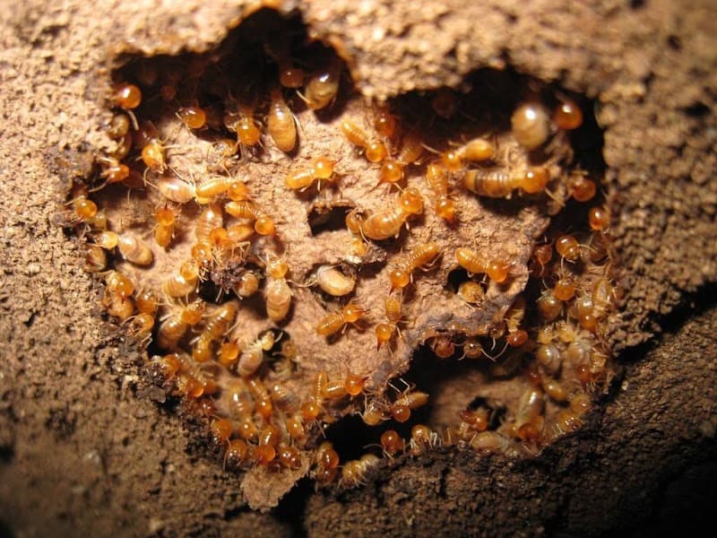 Border Pest Control pest control work in East Albury