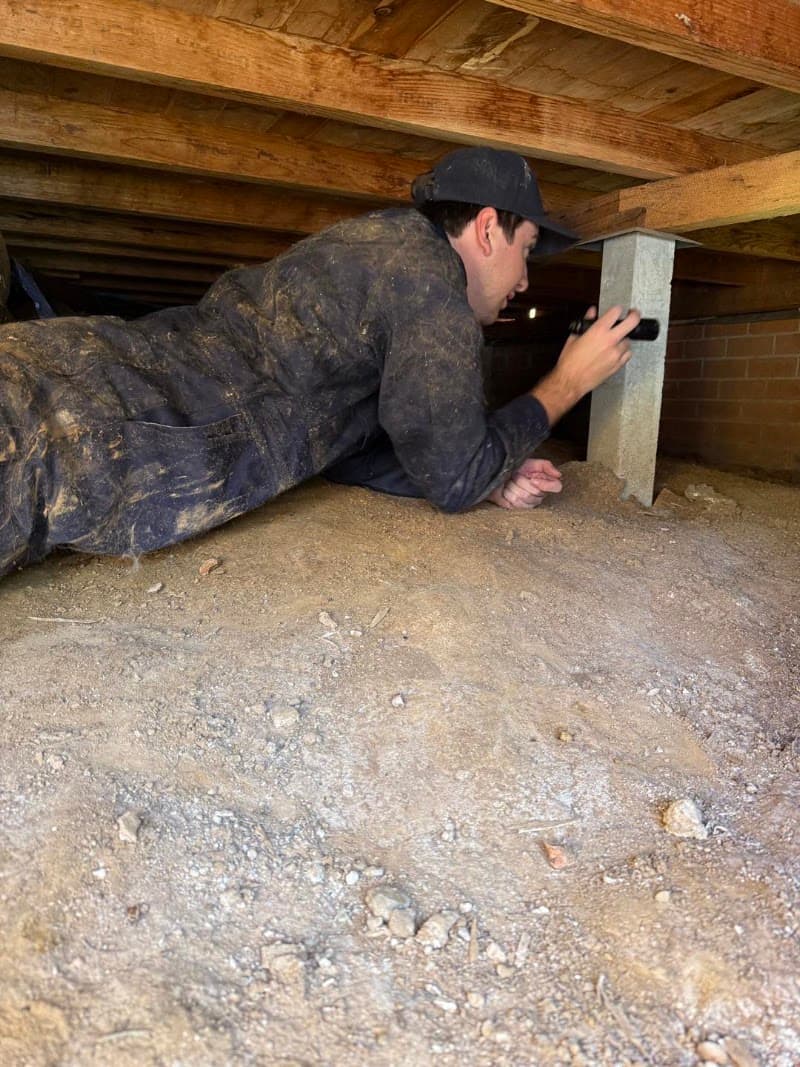 Border Pest Control pest control work in East Albury