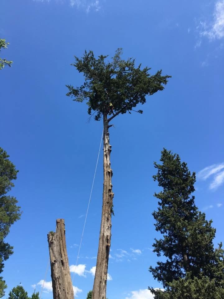 Border trees tree services work in Baranduda