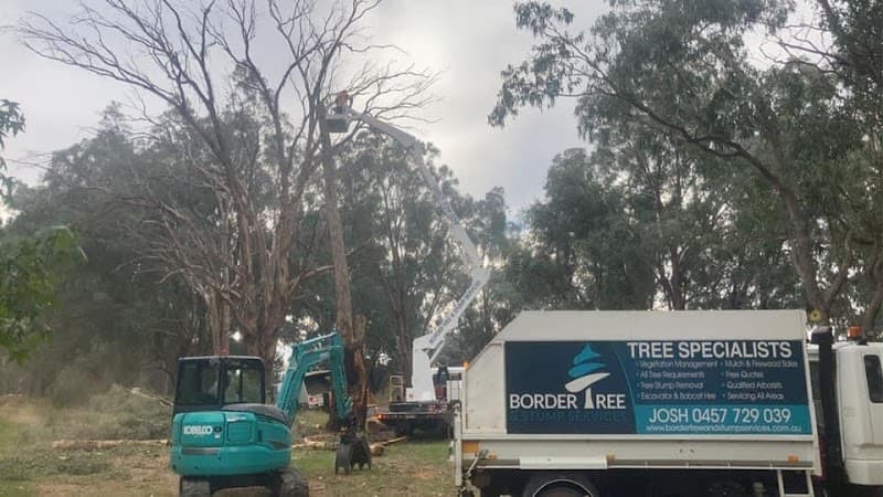Border trees tree services work in Baranduda
