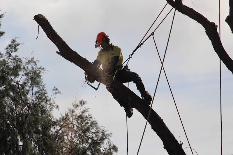 Border trees tree services work in Baranduda
