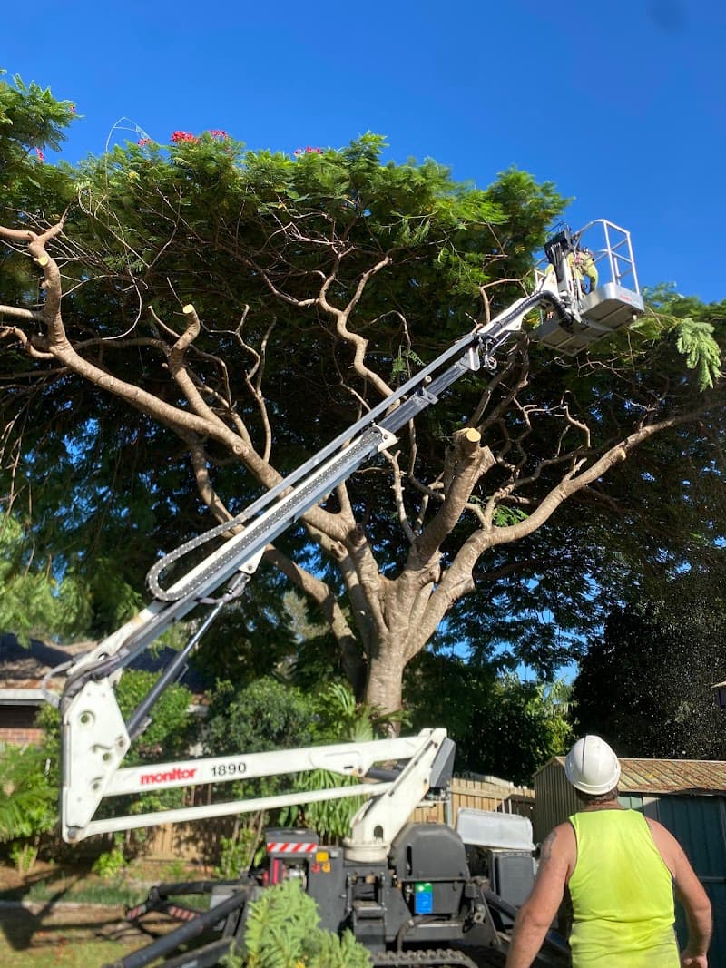 Boss Tree Services tree services work in Park Ridge