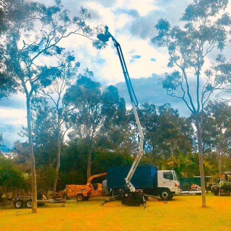 Boss Tree Services tree services work in Park Ridge