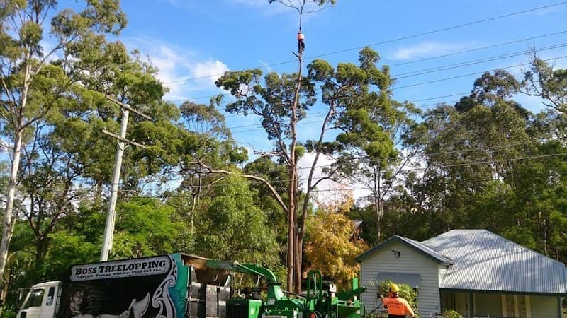 Boss Tree Services tree services work in Park Ridge