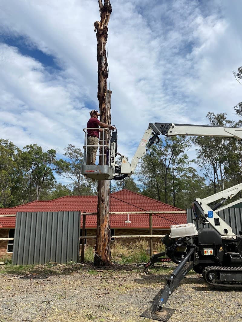 Boss Tree Services tree services work in Park Ridge