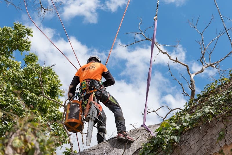 Boston Tree Care tree services work in Park Ridge South