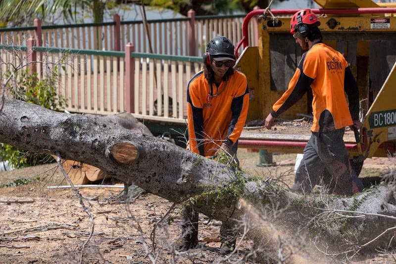 Boston Tree Care tree services work in Park Ridge South