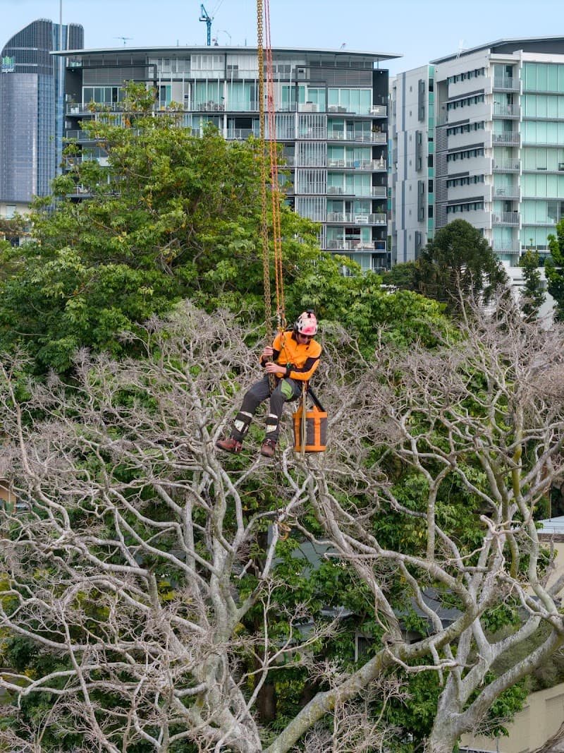 Boston Tree Care tree services work in Park Ridge South