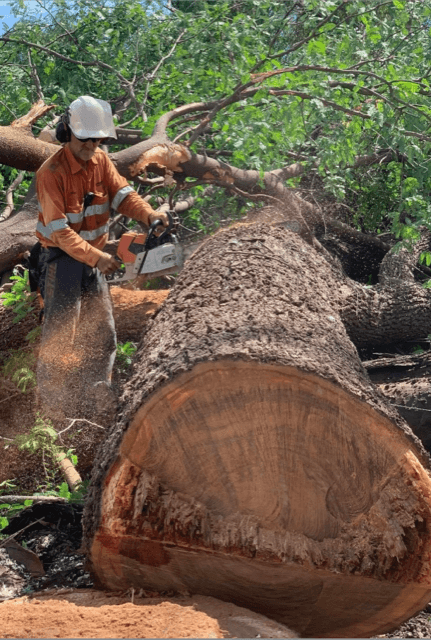 Boyne Island Tree Services tree services work in Boyne Island