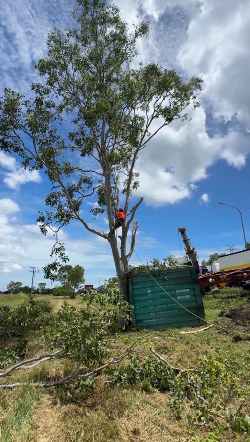Bracky’s Trees tree services work in Garbutt