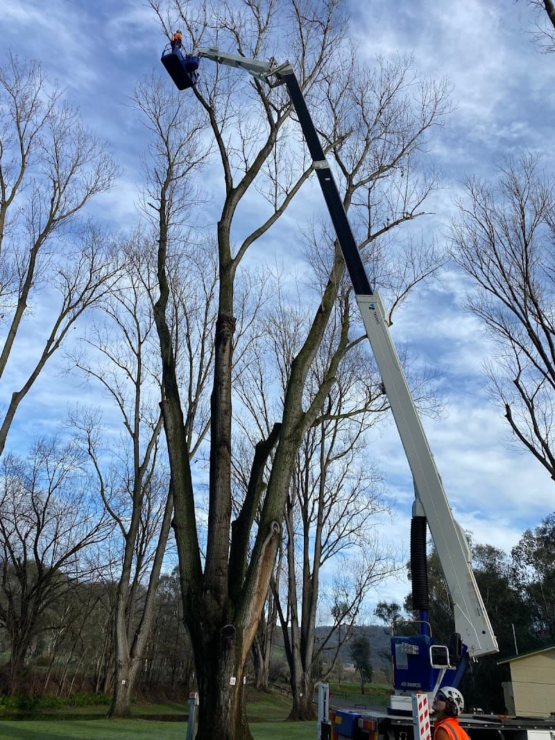 Bradsworth Tree Services & Contracting tree services work in East Albury