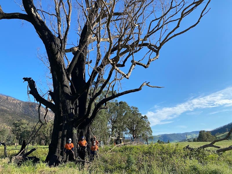 Bradsworth Tree Services & Contracting tree services work in East Albury