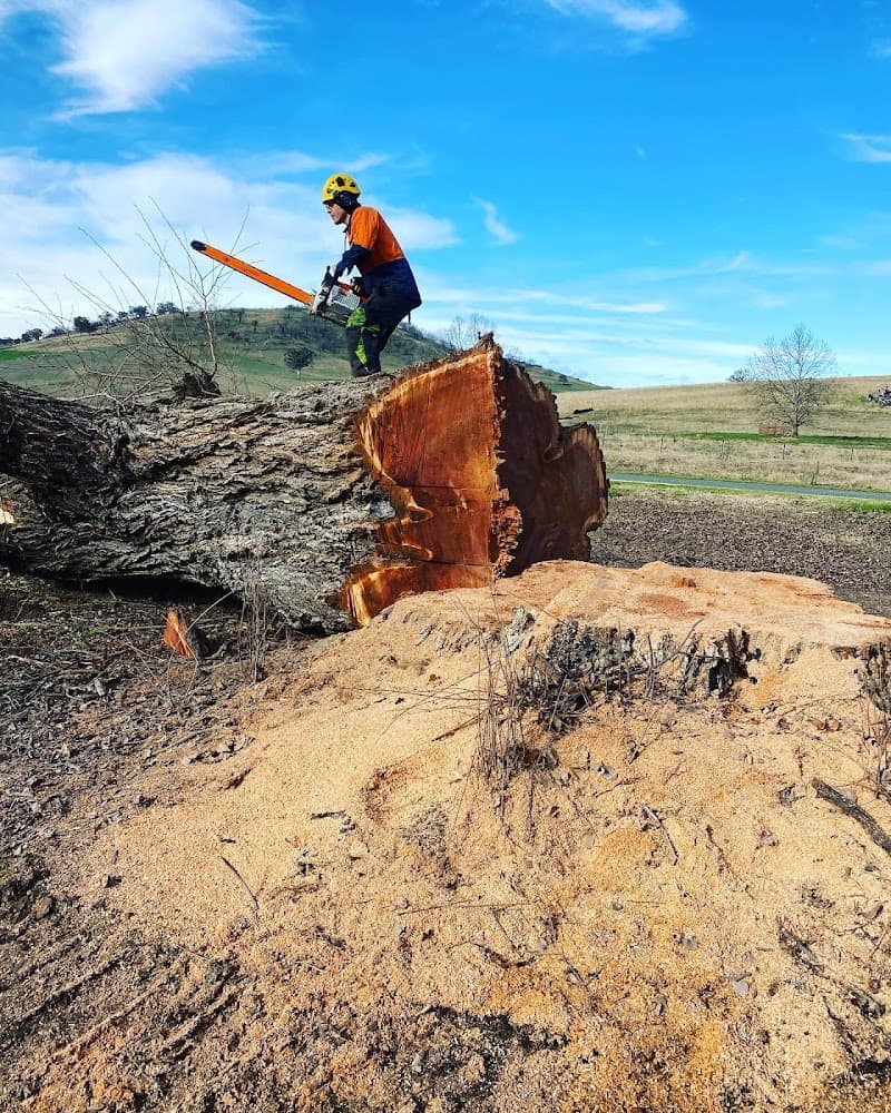 Bradsworth Tree Services & Contracting tree services work in East Albury