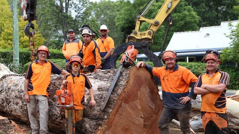 Brady Tree Service Pty Ltd tree services work in Kurrajong Heights