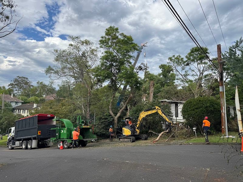 Brady Tree Service Pty Ltd tree services work in Kurrajong Heights