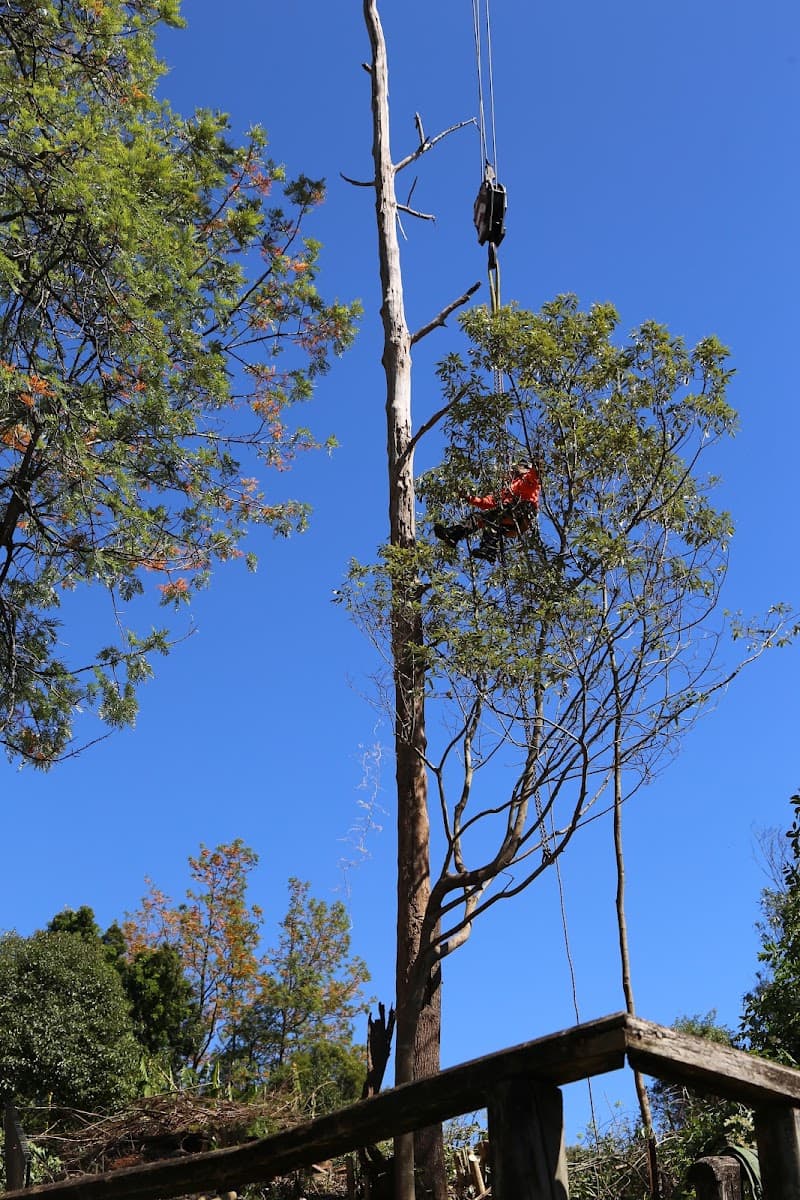 Brady Tree Service Pty Ltd tree services work in Kurrajong Heights