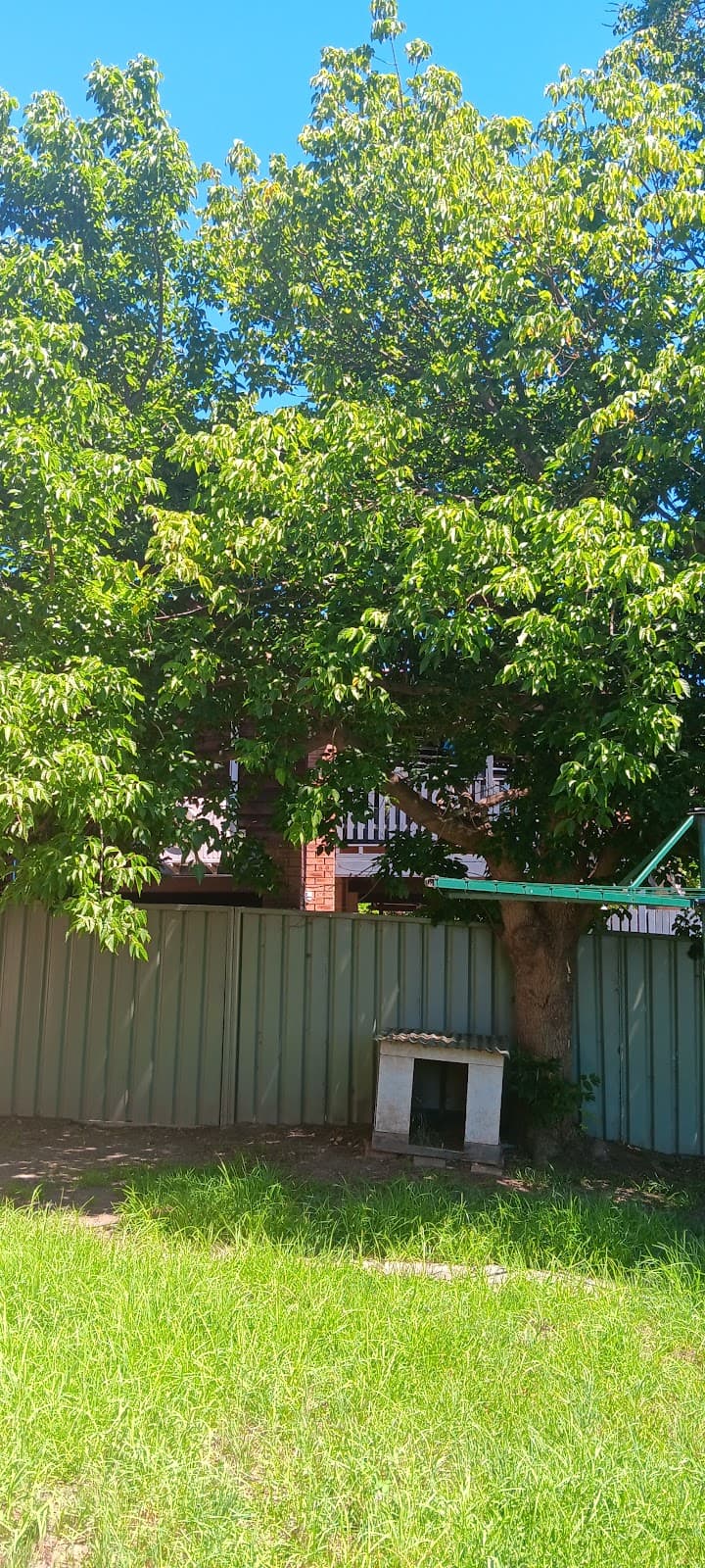 Brady Tree Service Pty Ltd tree services work in Kurrajong Heights