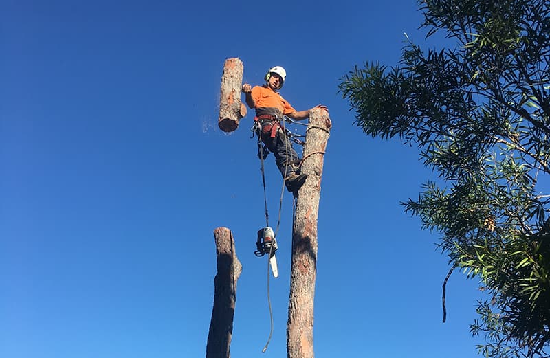 Branch Management Total Tree Services - Newcastle Tree Removal tree services work in Charlestown