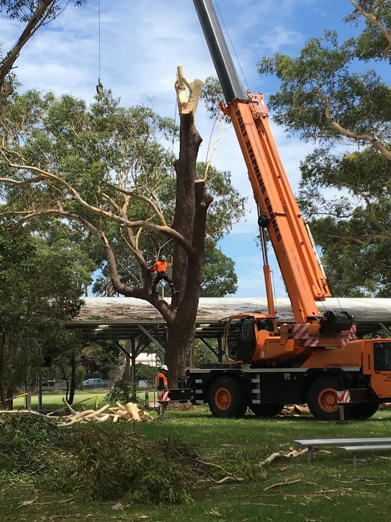 Branch Management Total Tree Services - Newcastle Tree Removal tree services work in Charlestown