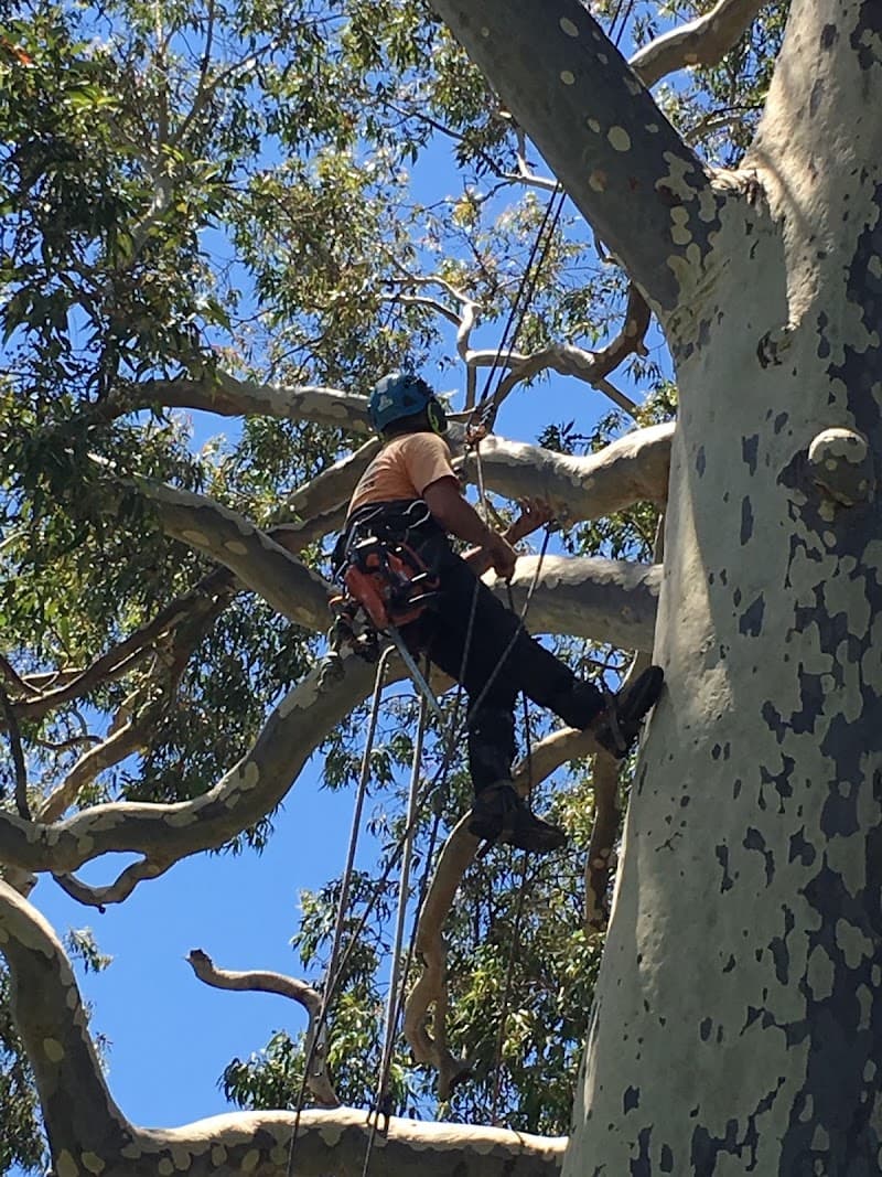 Branch Management Total Tree Services - Newcastle Tree Removal tree services work in Charlestown