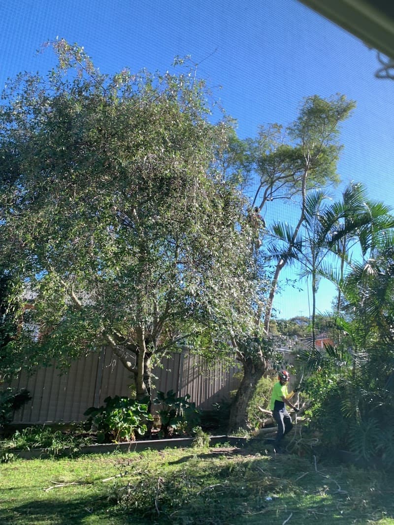 Branch Management Total Tree Services - Newcastle Tree Removal tree services work in Charlestown