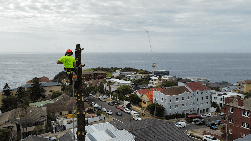 Branch Out Tree Specialists tree services work in Bondi